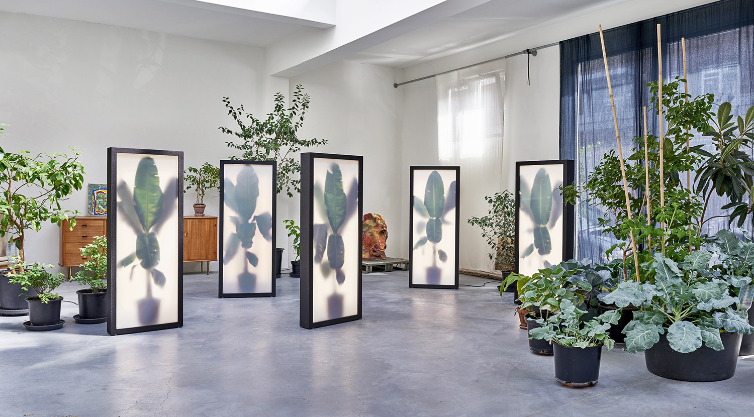 Growing Plants Indoors