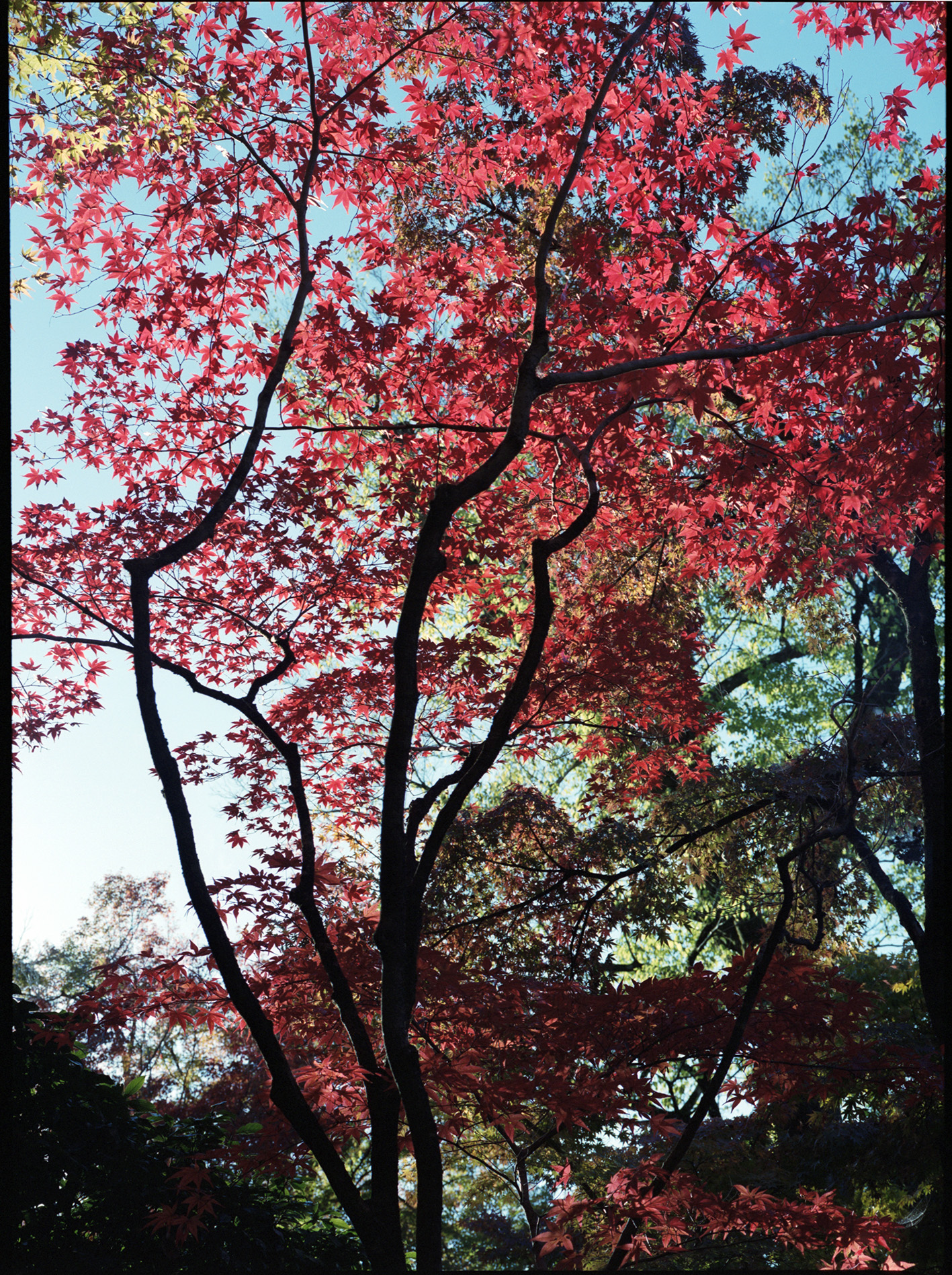 Autumn, Kyoto, Japan 2024