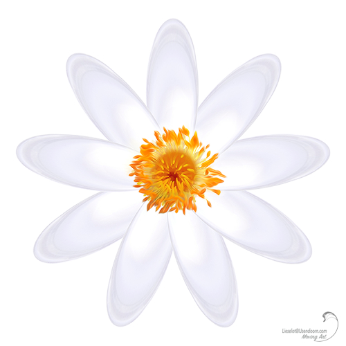 Lotus in Bloei