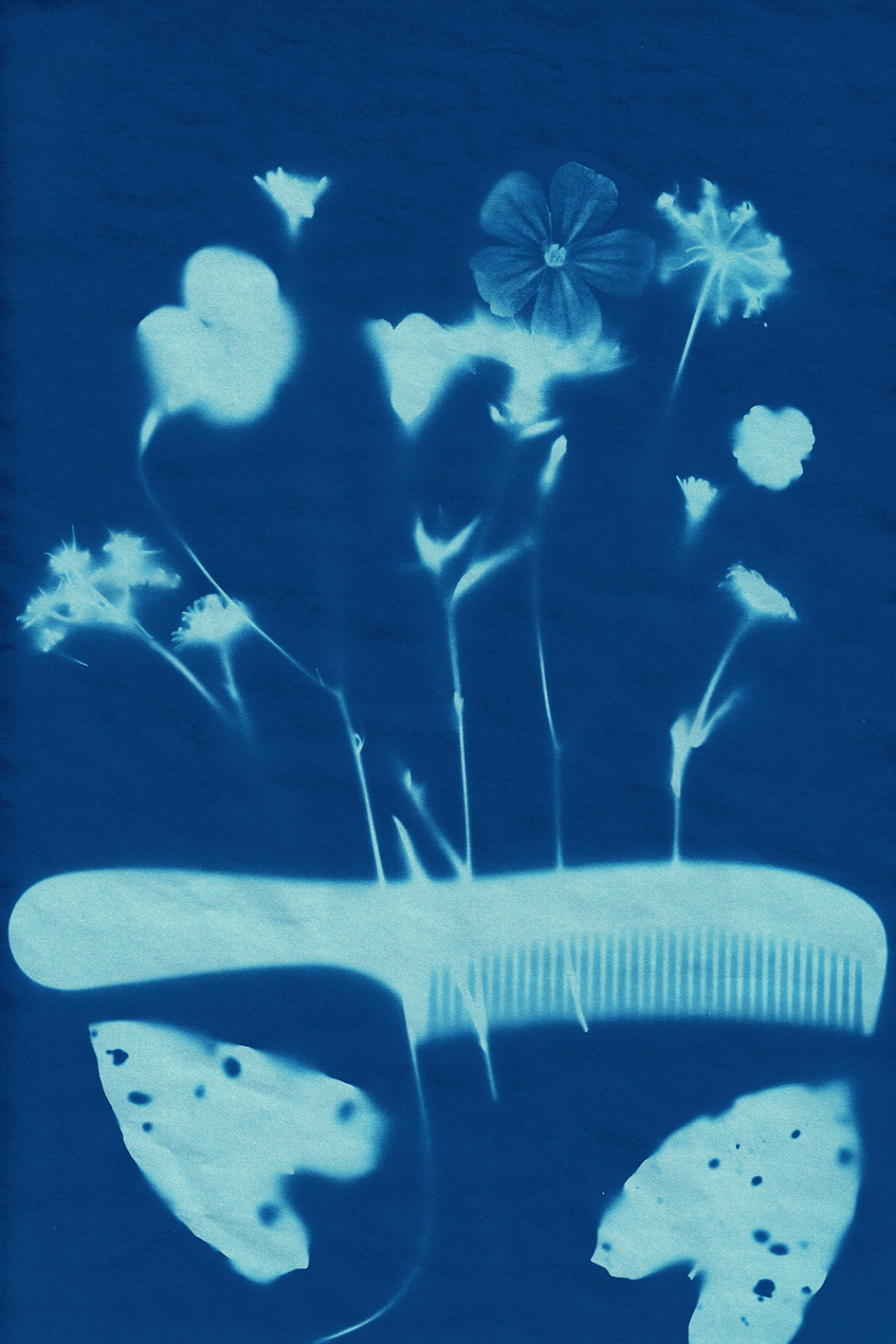 Cyanotype (comb)