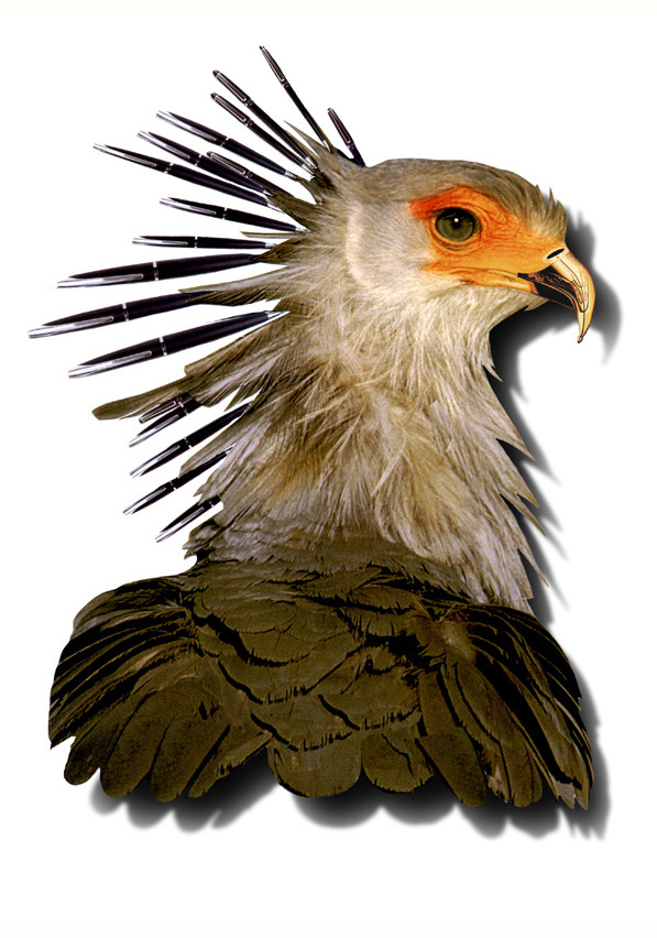 Pennenvogel