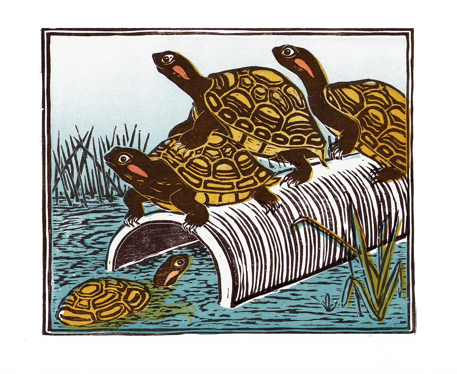 Roodwang schildpad