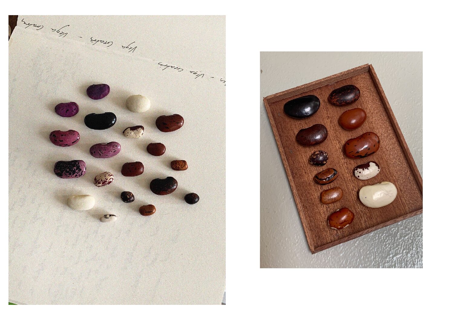 Collection of Beans