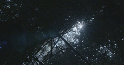 Withered Season Flowers