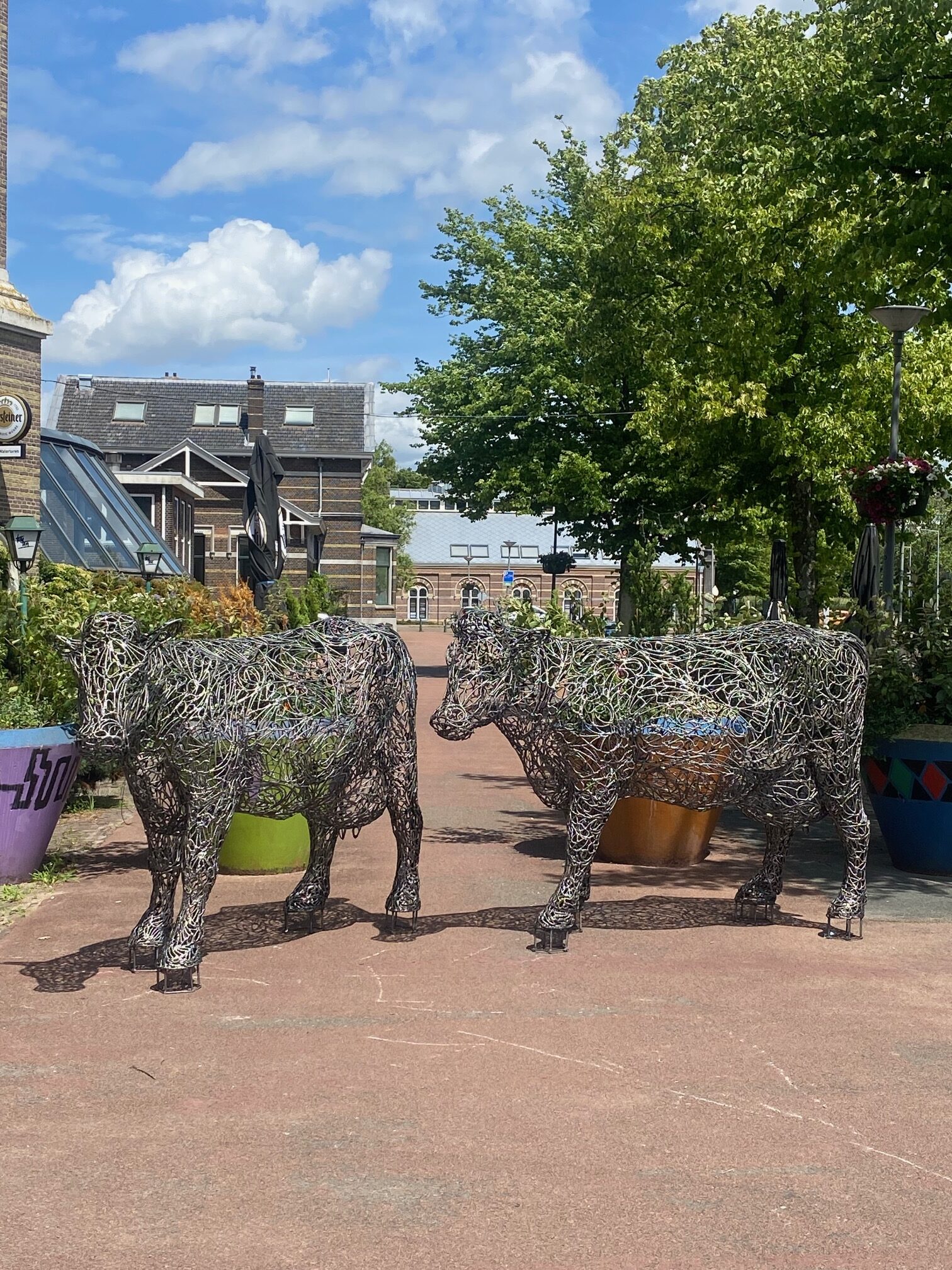 Cows public art Kralingen, Rotterdam 2025