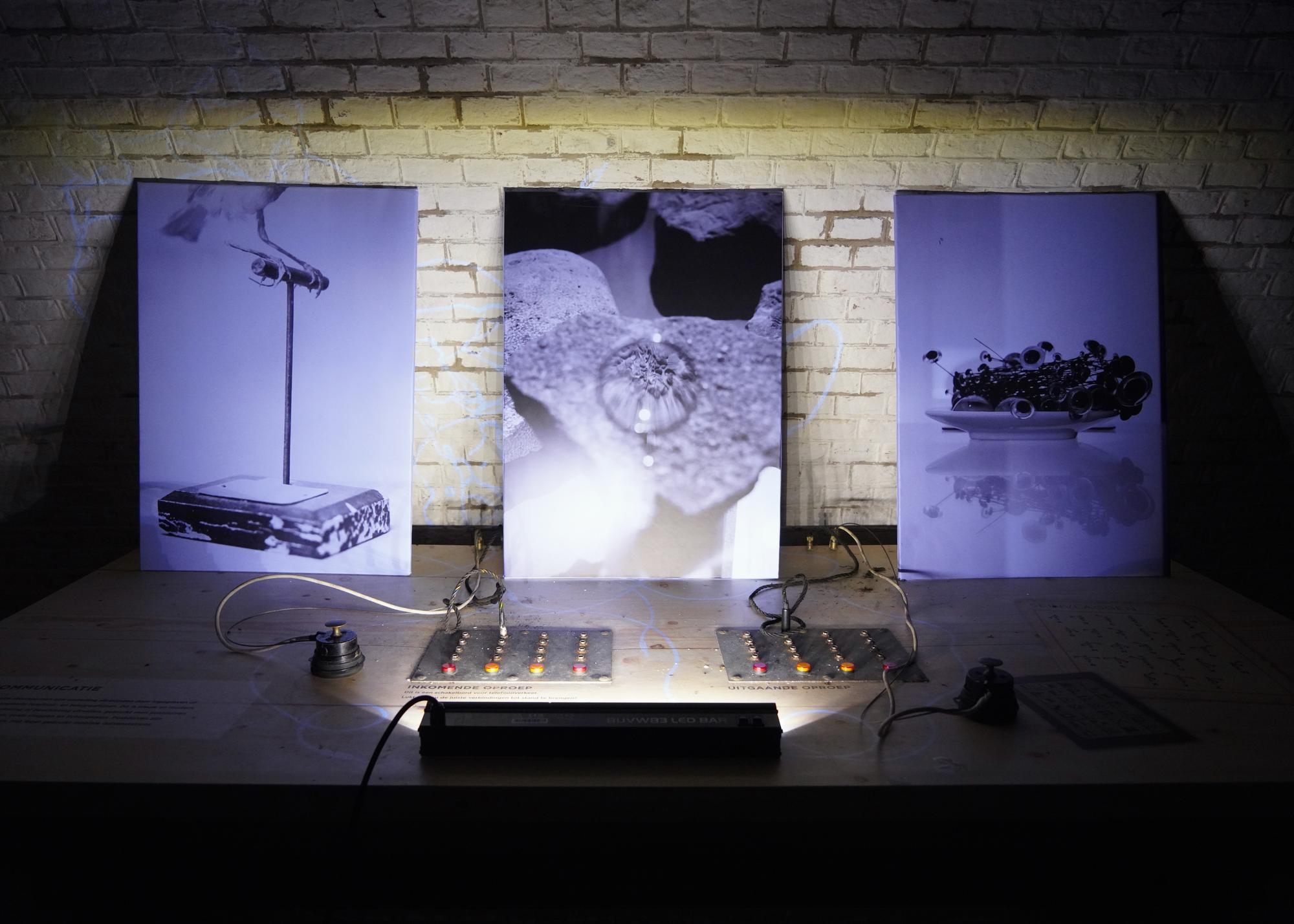 I’ve Never Heard a Swan Song