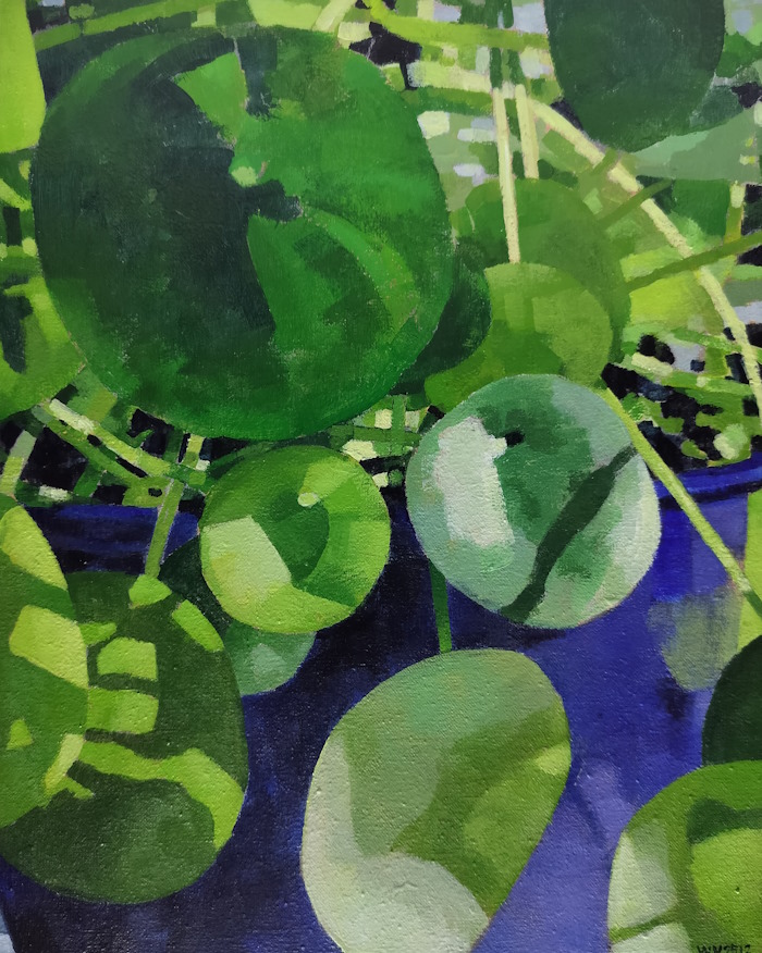 Pannenkoekplant in blauwe pot