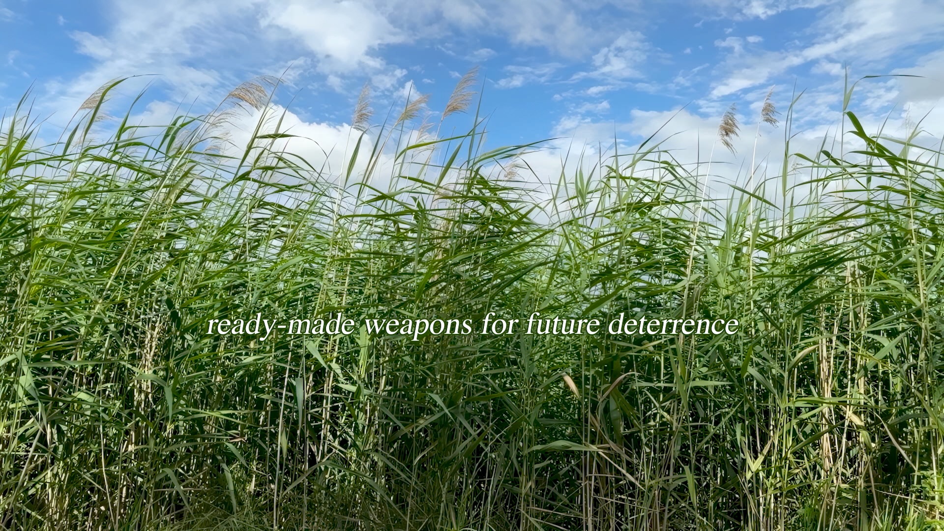 In Long Grass