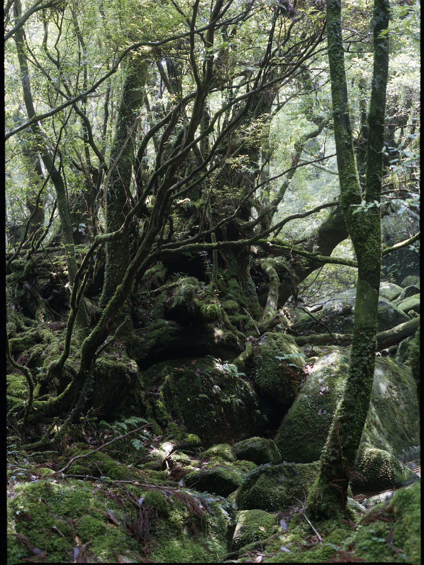 Shiratani, Yakushima, Japan 2024