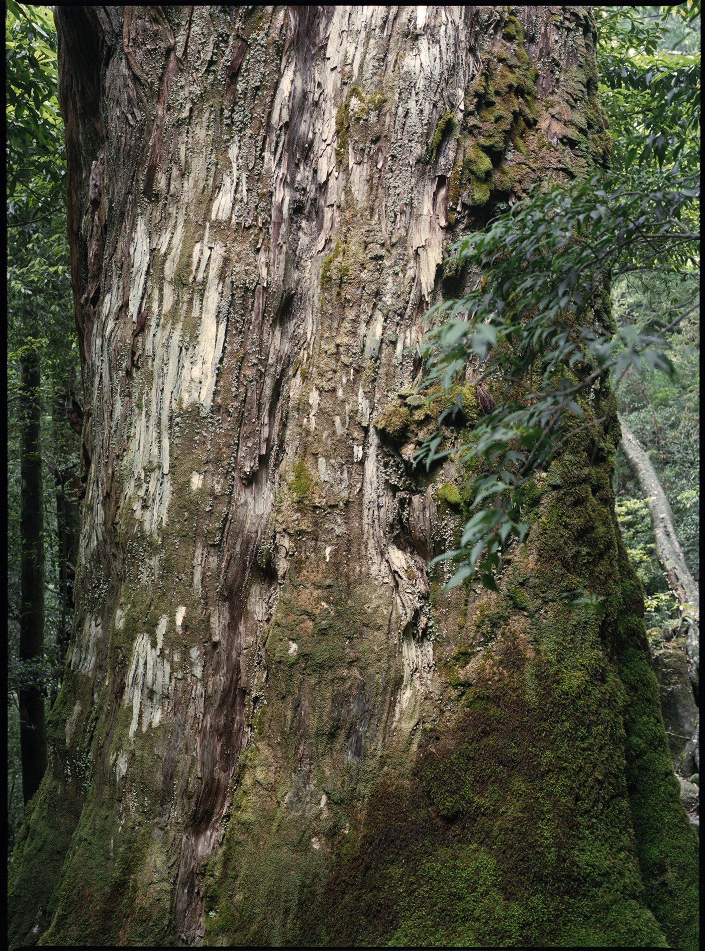 Shiratani, Yakushima, Japan 2024