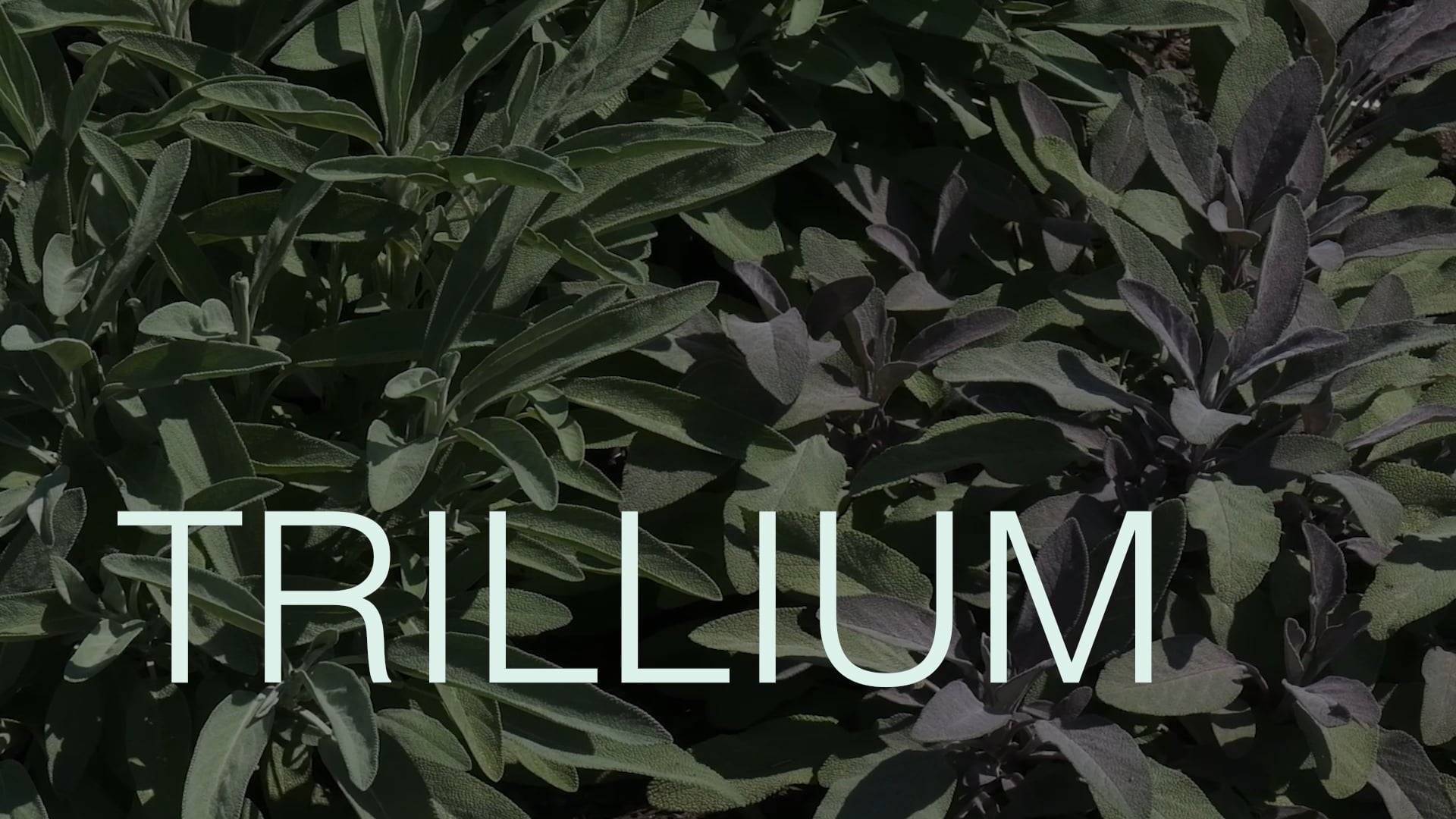 Trillium