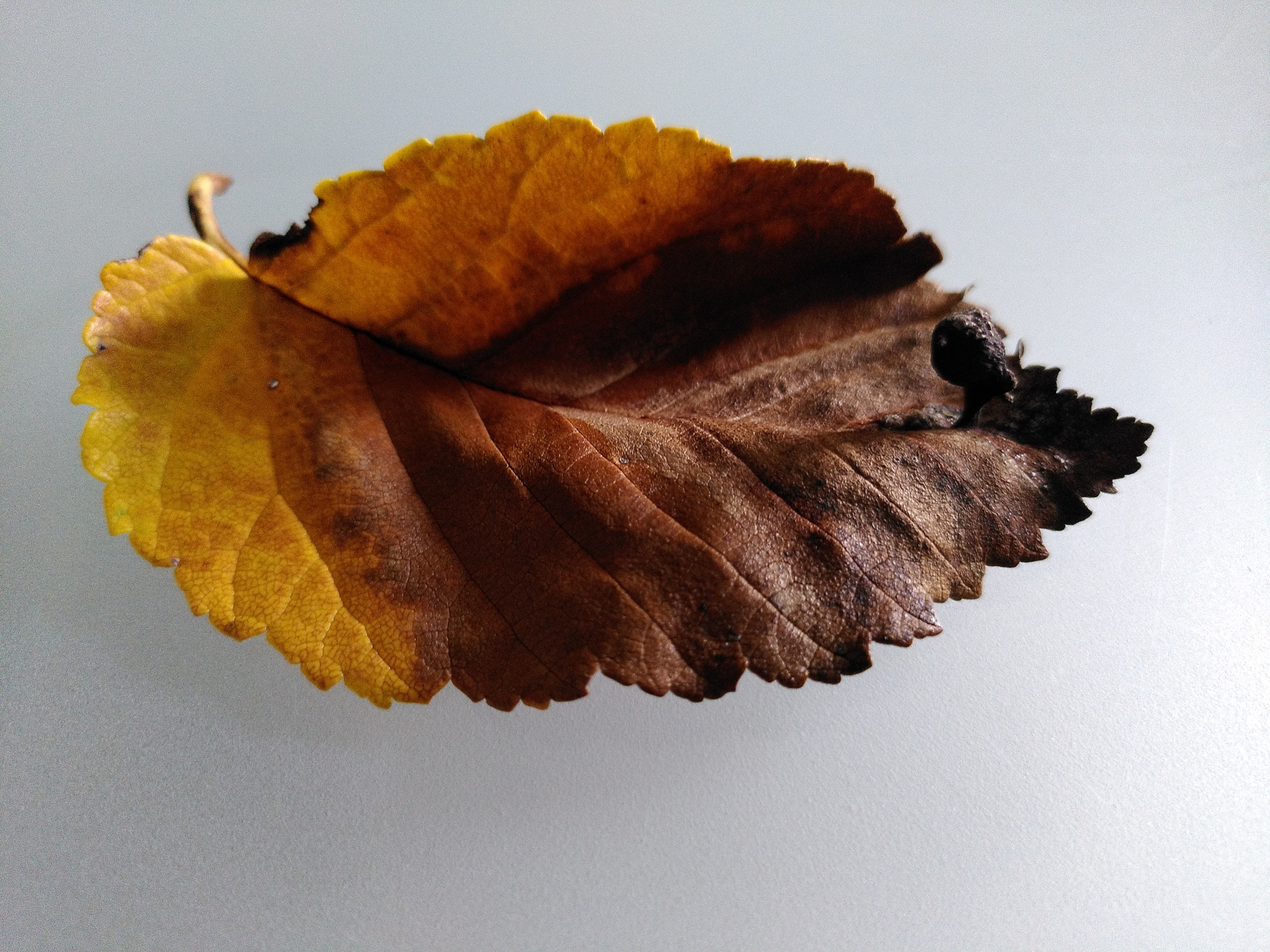 European White Elm, Hombourg, BE