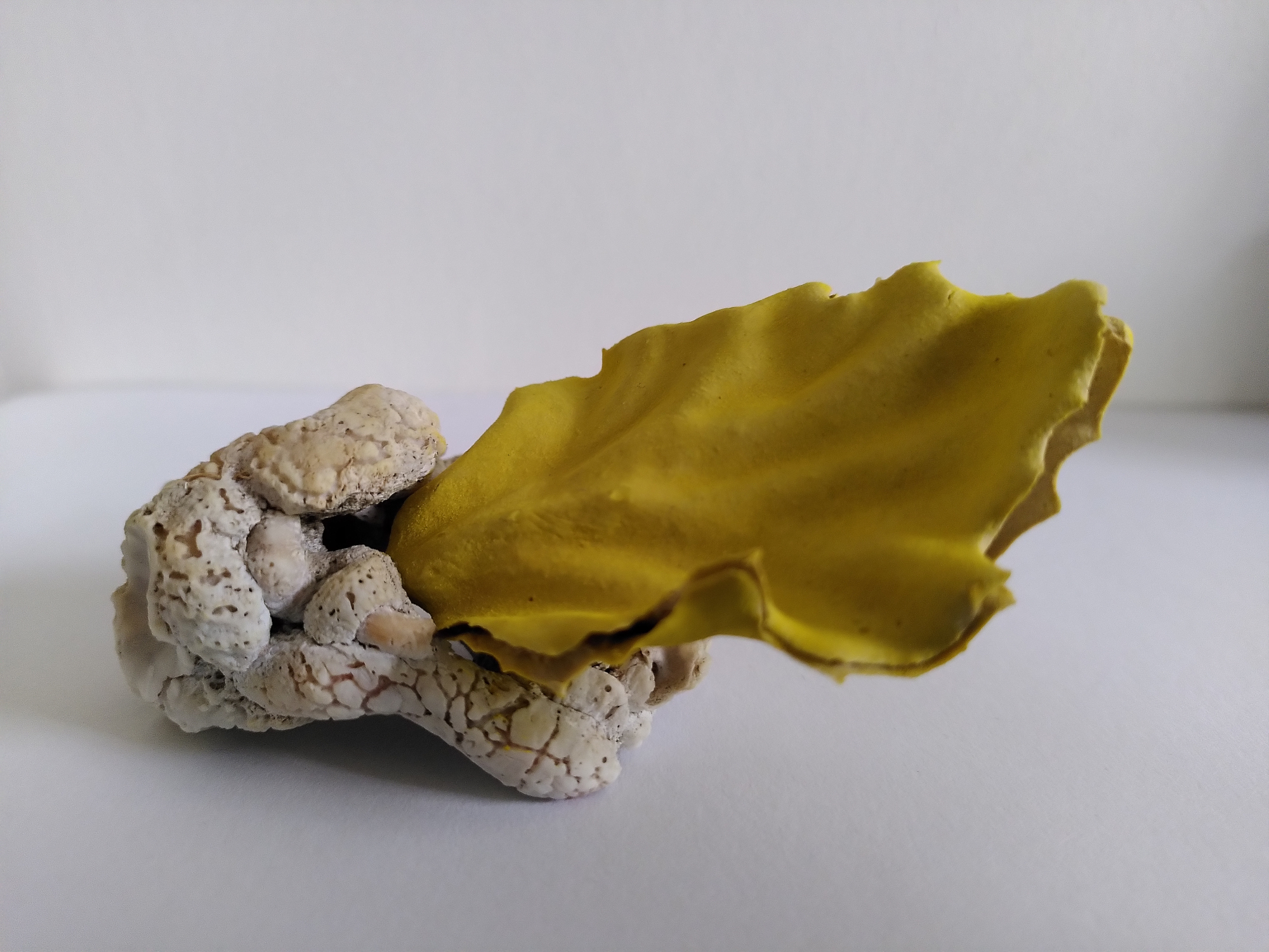 Fallen leaf # 13