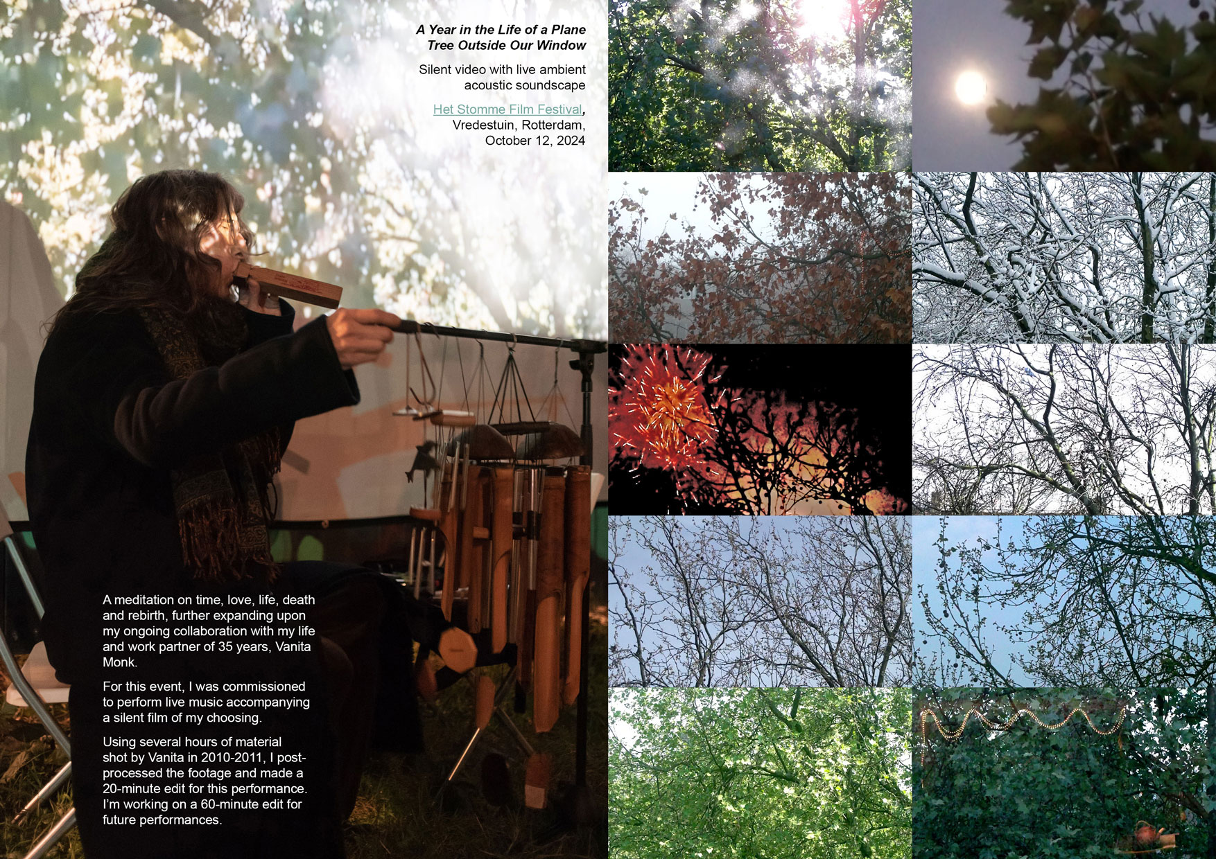A Year in the Life of a Plane Tree Outside Our Window