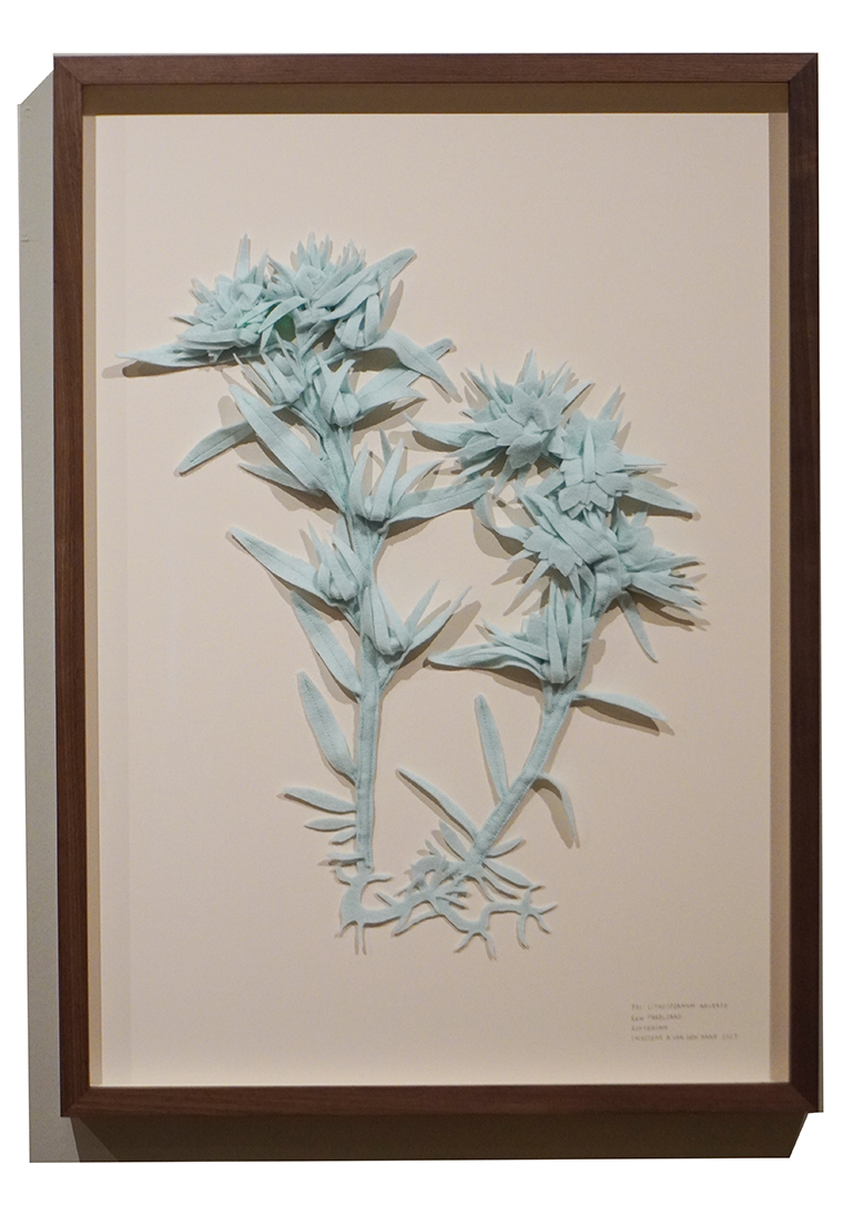 Ruw Parelzaad, part of HERBARIUM