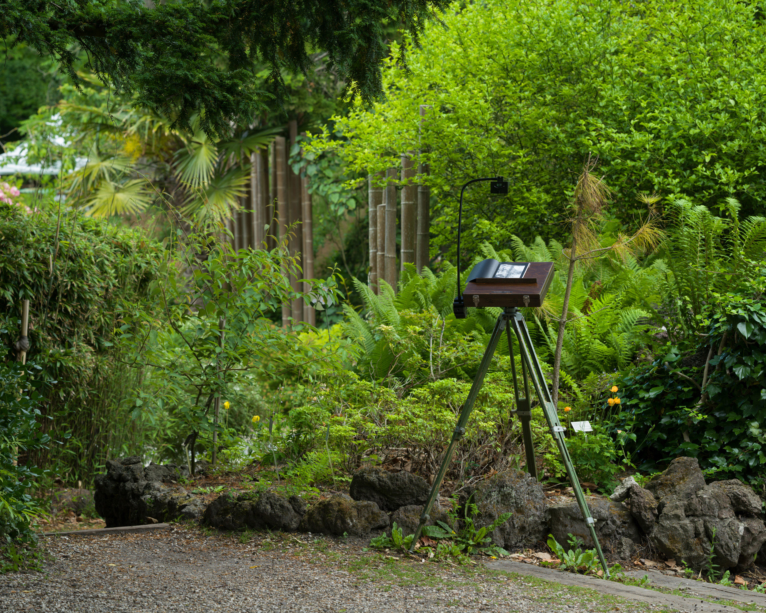 How to (Un)Name a Tree: at the Hortus