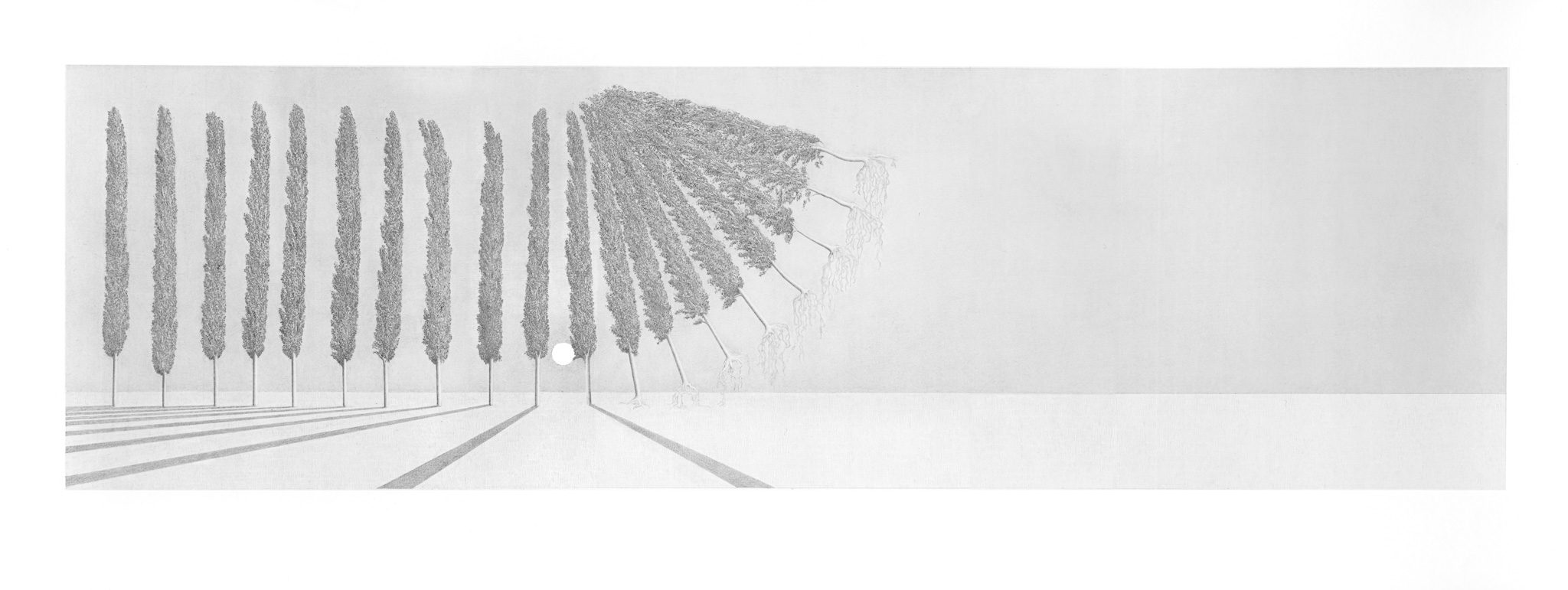 360° trees