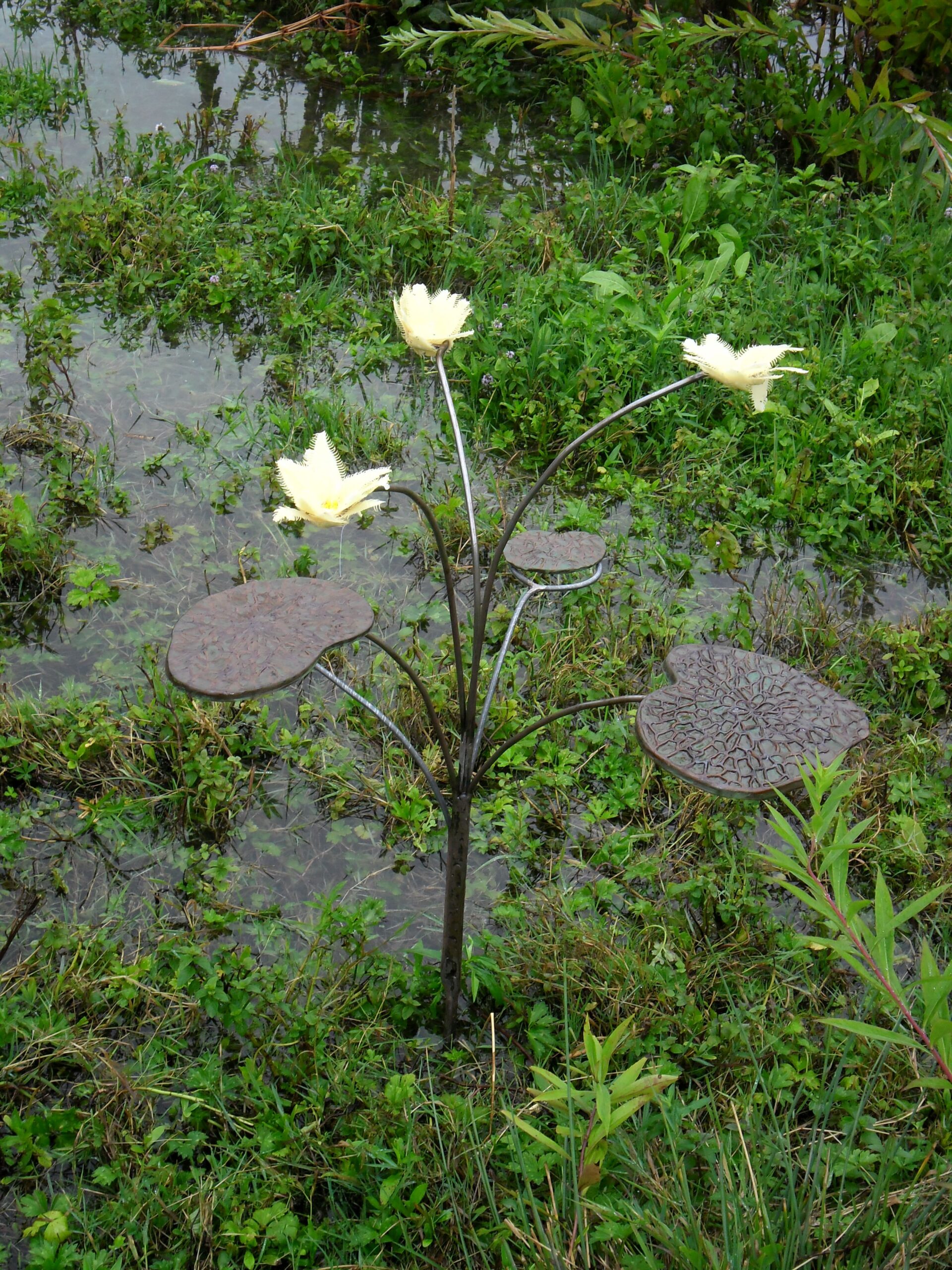 Nymphoides olearius (Fringed oilheart)