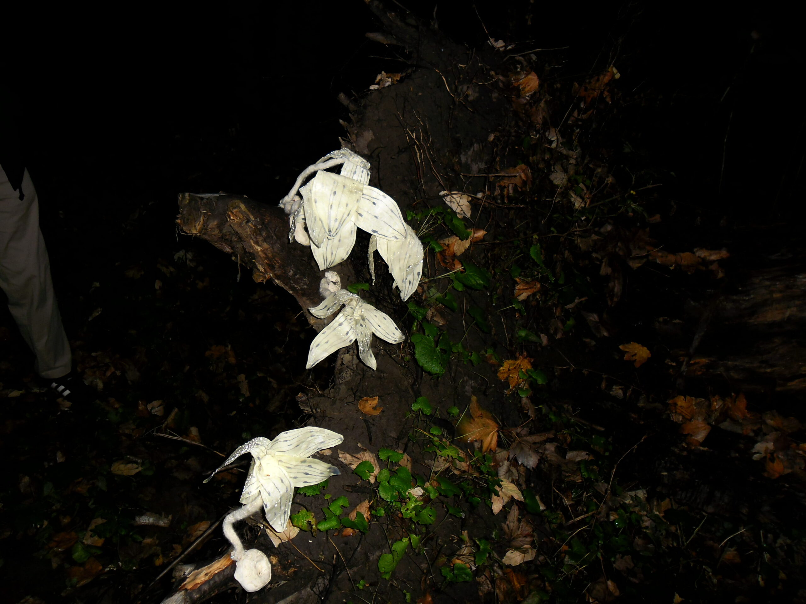 Monotropa gradiflora (Ghost magnolia)