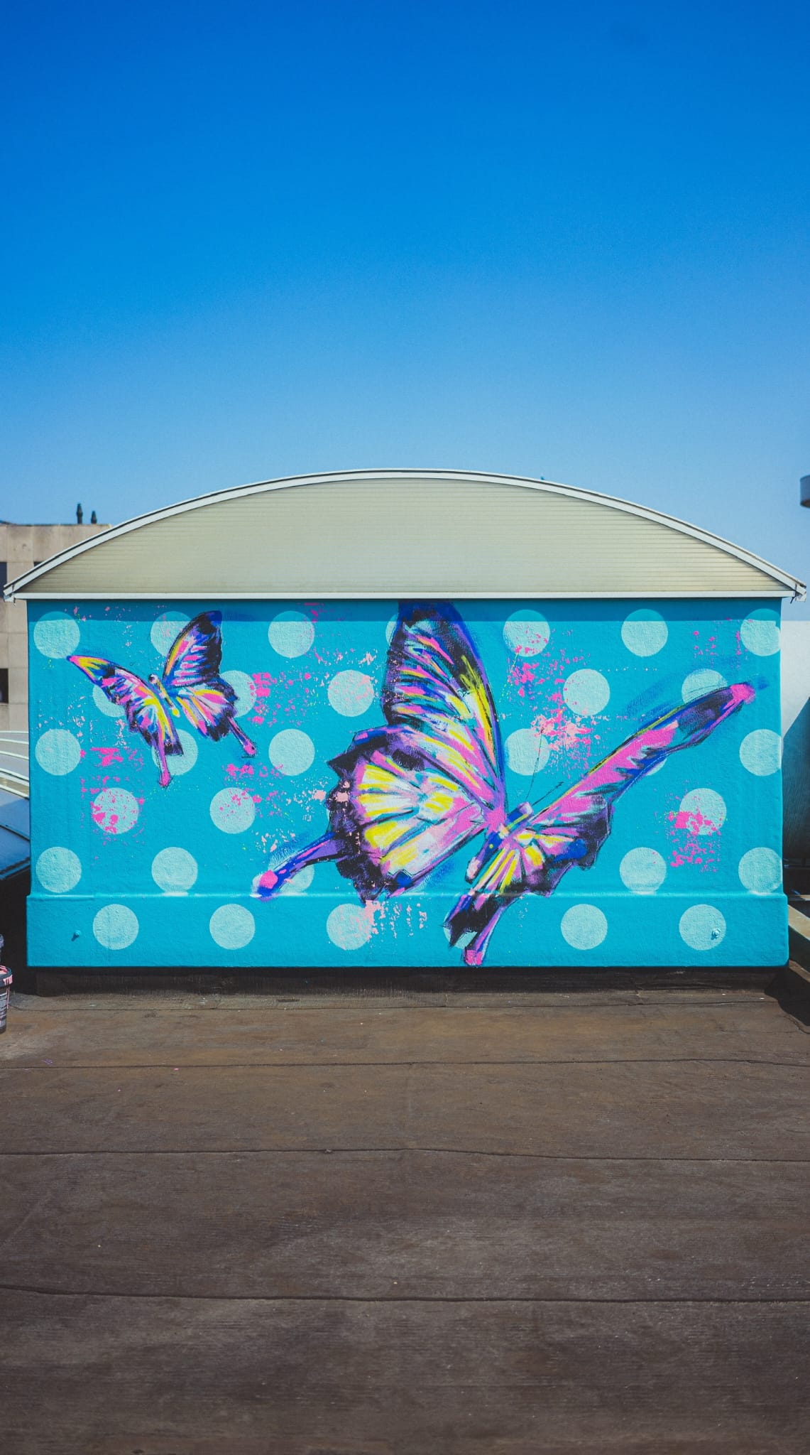 Papilio ulysses