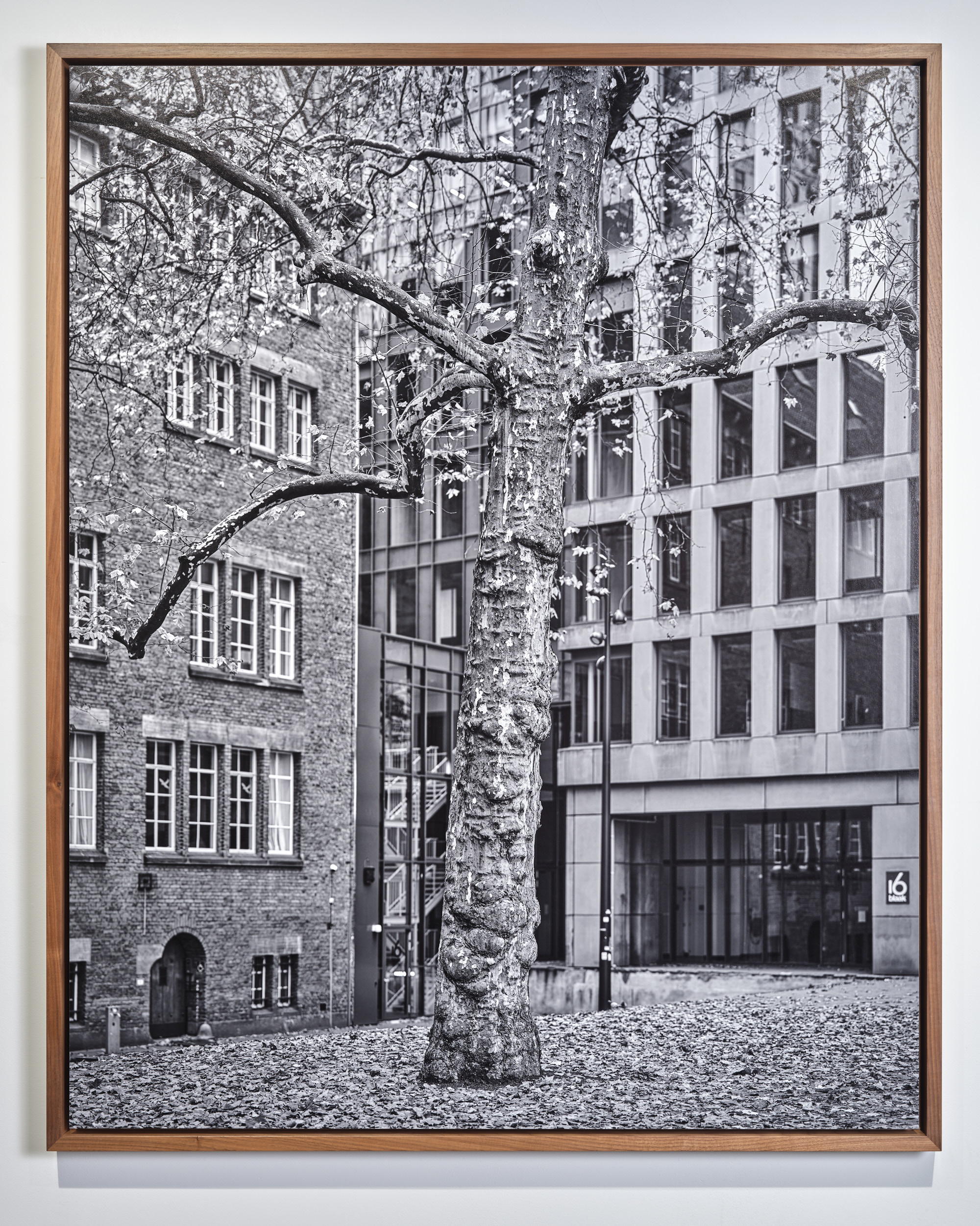Er staan maar 21 bomen