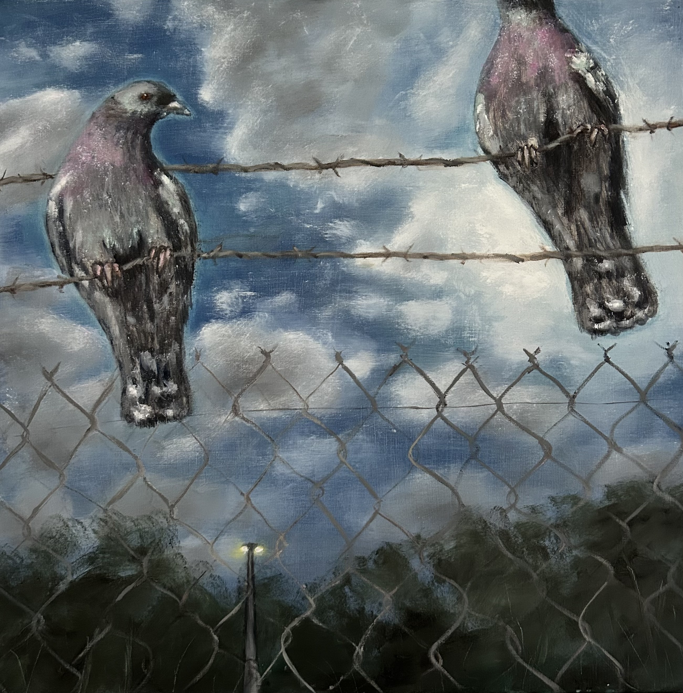 Pigeons